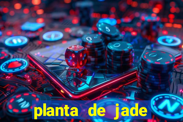 planta de jade significado espiritual